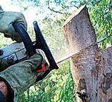 Best Arborist Consultation Services  in Fulton, KY