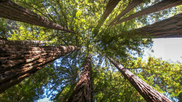 Best Emergency Tree Removal  in Fulton, KY