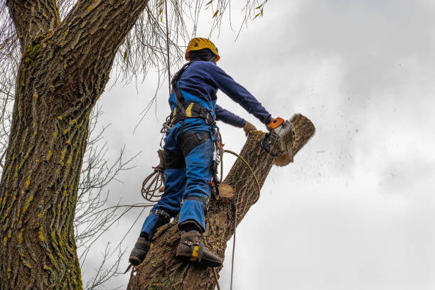 Best Stump Grinding and Removal  in Fulton, KY