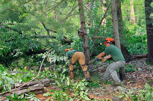 Best Fruit Tree Pruning  in Fulton, KY