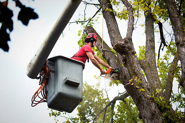 Best Tree Maintenance Programs  in Fulton, KY